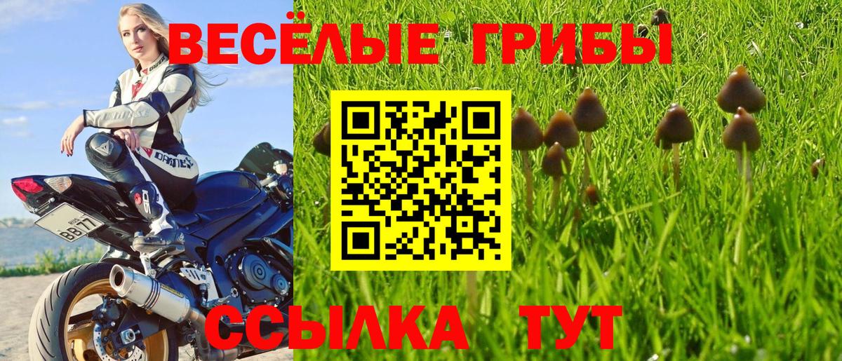 Псилоцибиновые грибы Psilocybe Магнитогорск